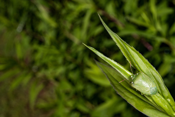 绿色甲壳虫昆虫宏观特写细节