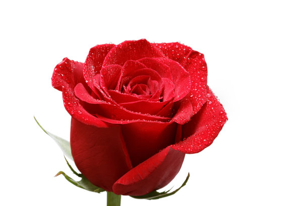 单瓣红玫瑰，白花上有露珠图片下载