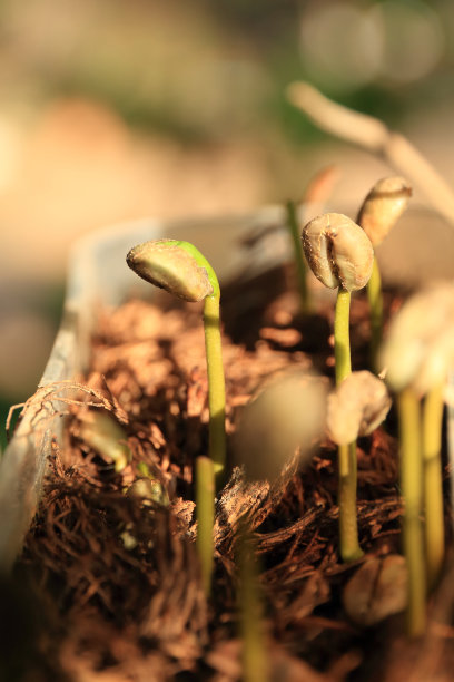 近距离观察年轻的咖啡树从地上发芽。图片下载
