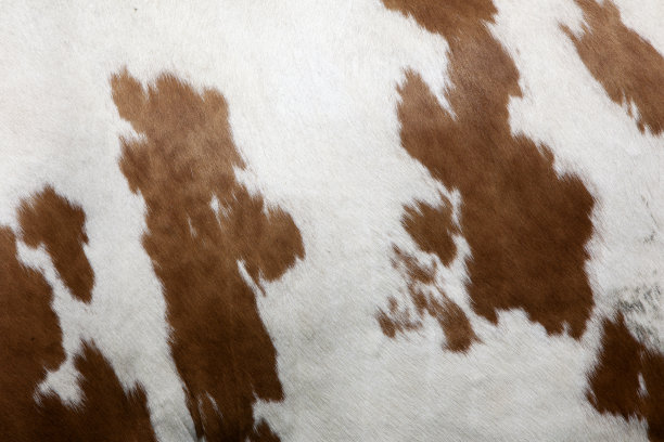 牛侧抽象红白图案素材图片