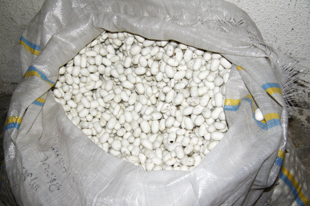 Hilar capullos de seda报道图片下载