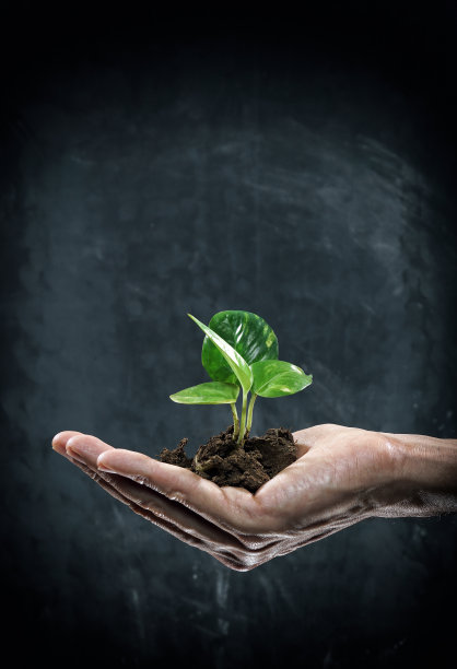 手捧树苗在泥土里图片下载