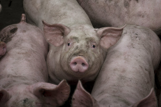 猪圈里的猪图片下载