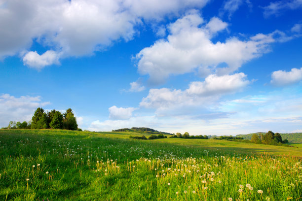 绿树在花的田野和云图片下载