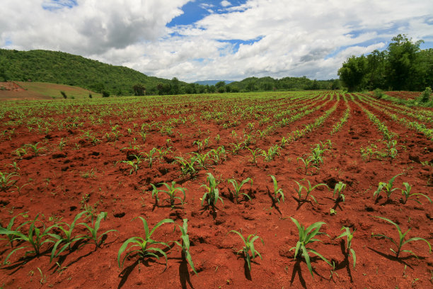 玉米田图片下载