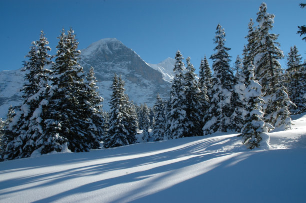 瑞士冬天森林图片下载