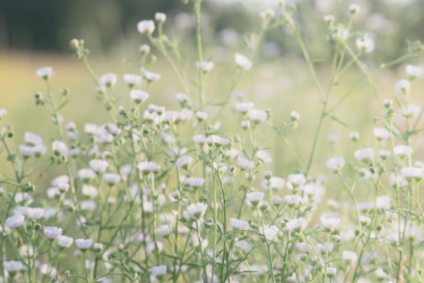 梦幻的白色花草地小雏菊Fleabane紫菀选择焦点图片下载
