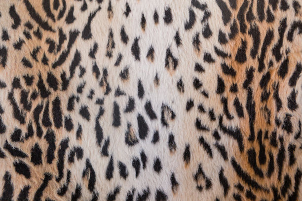 动物皮毛的背景图片下载