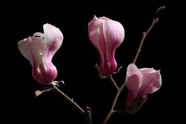 白色背景上的粉红色盛开的木兰图片下载