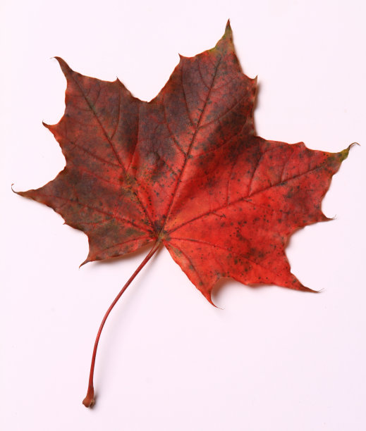 红色的枫叶图片下载