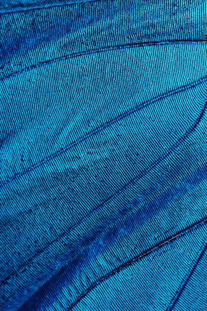 蝴蝶照片素材ID：163728970