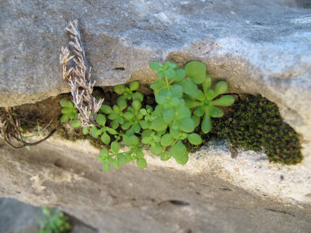 不屈不挠的性质图片下载