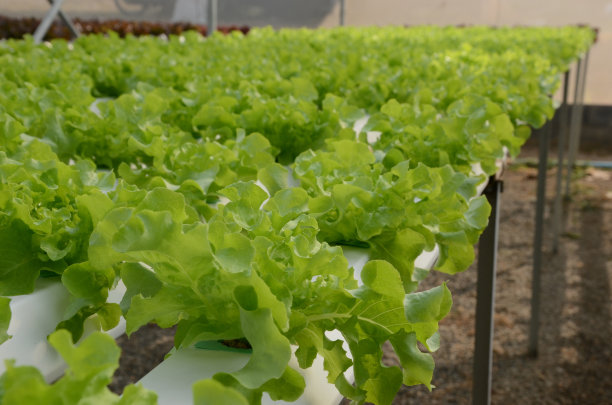 绿色的生菜图片下载