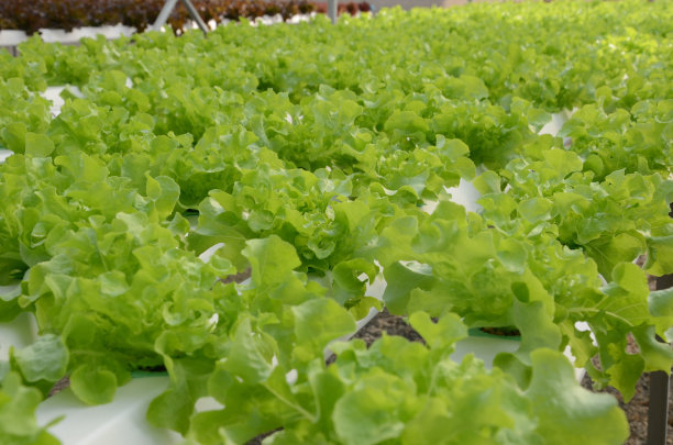 绿色的生菜图片下载