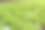 绿色的生菜图片下载