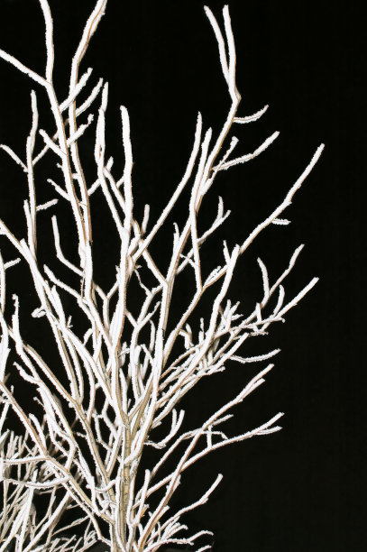 冬天树枝图片下载