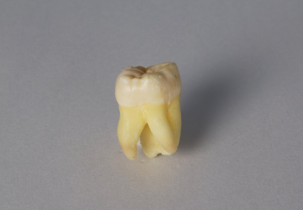 臼齿闭合图片下载