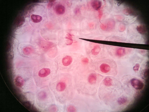健康活细胞(有丝分裂)-组织的原始显微照片图片下载
