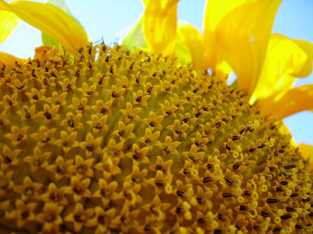 向日葵图片下载