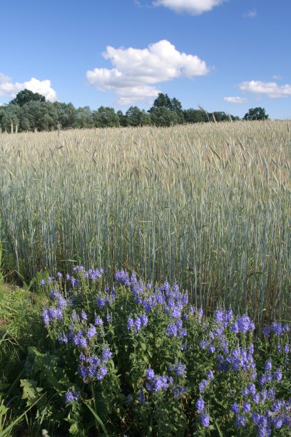 黑麦领域图片下载