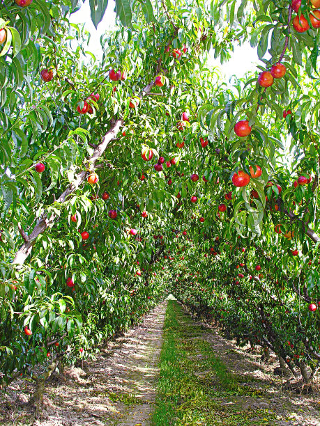 桃子的拿手好戏。图片下载