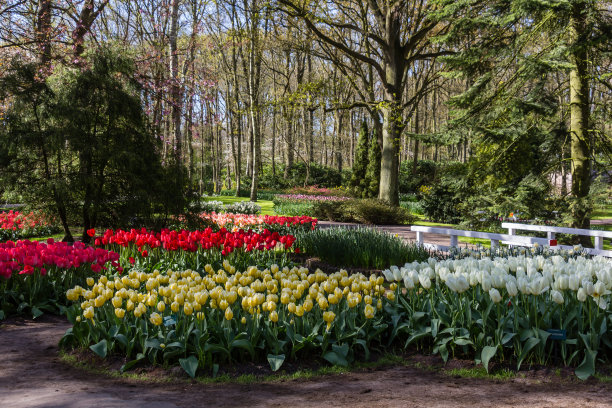 公园里有五颜六色的春花图片下载