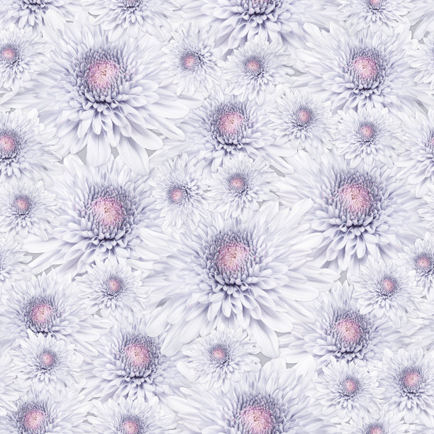 无缝图案淡灰粉红色菊花图片下载