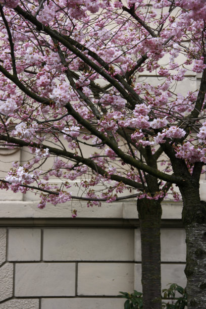 樱花迎建筑图片下载