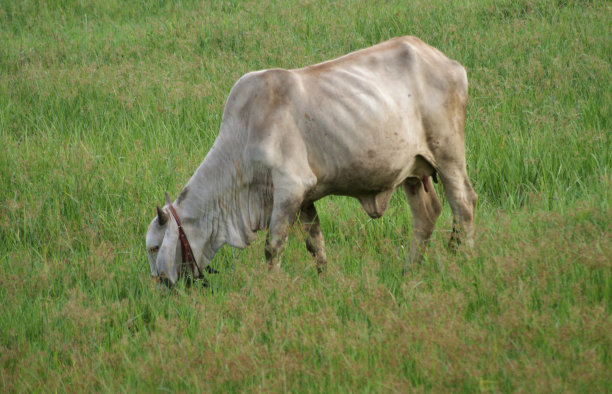 牛图片下载