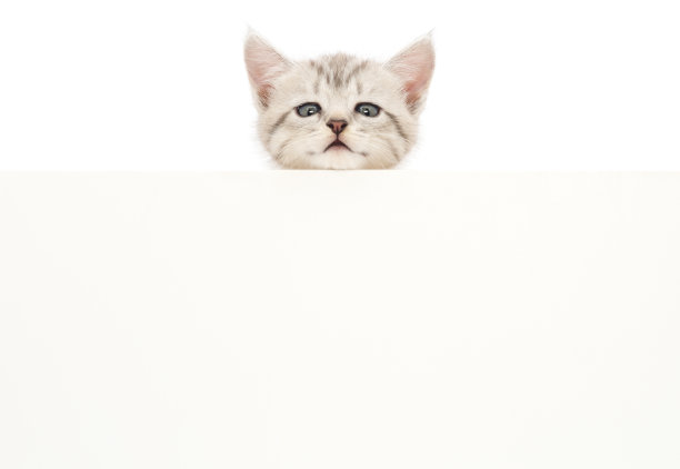 小猫与空白图片下载