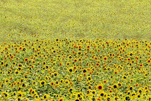 向日葵图片下载