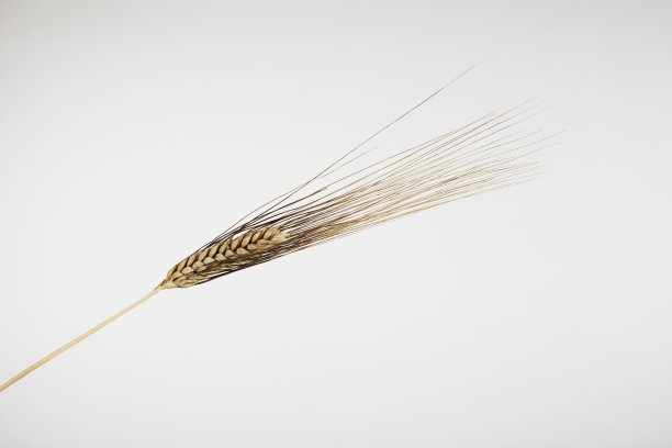 布朗大麦图片下载