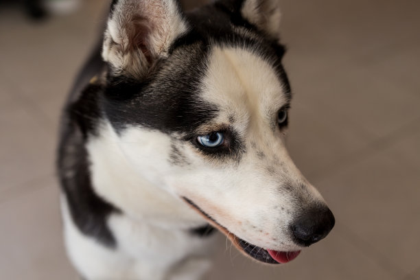 哈士奇狗头的特写图片下载