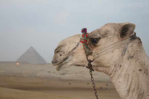 埃及骆驼特写图片下载