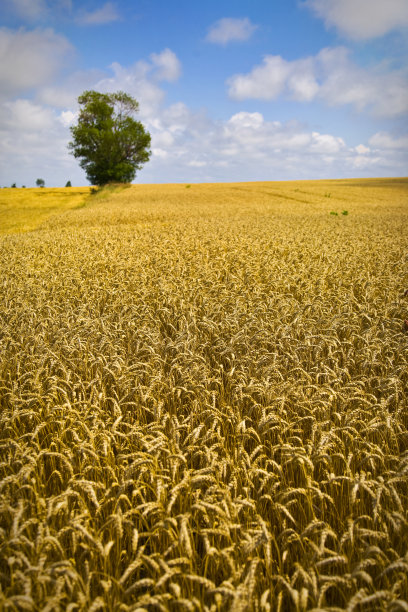 金色的麦田，树和云图片下载