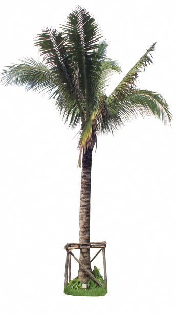 椰子树图片下载