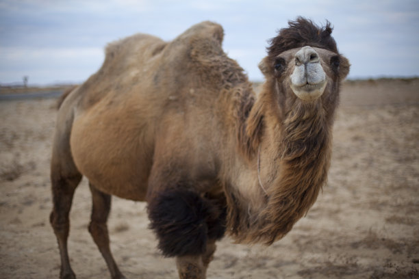 哈萨克斯坦骆驼图片下载