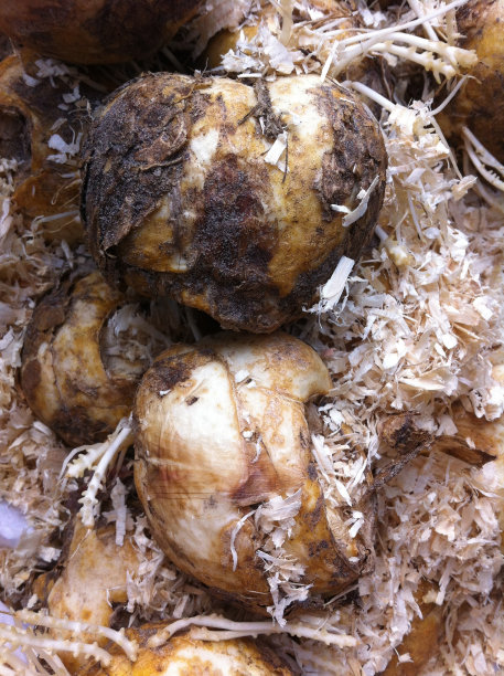 皇帝皇帝的王冠图片下载