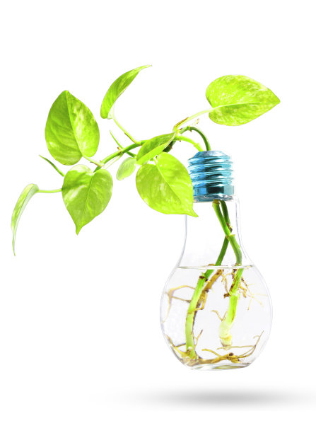 灯泡与树木内孤立的裁剪路径背景图片下载