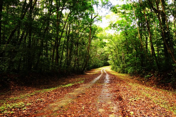 在热带雨林图片下载