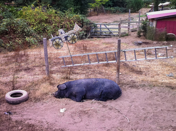 猪图片下载
