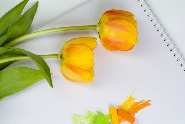 蜡笔模型郁金香图片下载