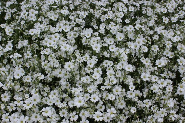 绒毛鹿皮小白花。康乃馨。图片下载