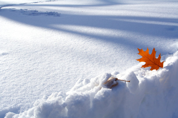 红色的叶子图片下载