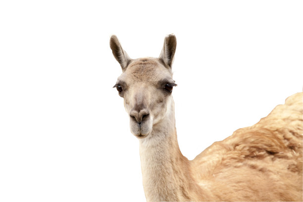 隔离狍子图片下载