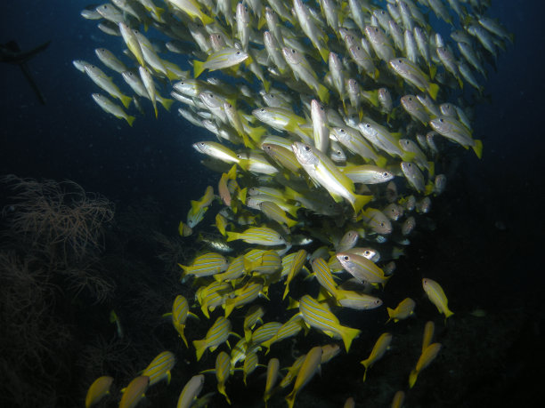 马尔代夫，一大群鱼在水下游泳图片下载