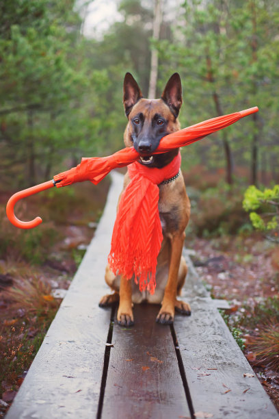 温顺的比利时牧羊犬马利诺斯拿着一把伞图片下载