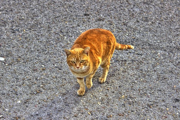 橙色的猫图片下载