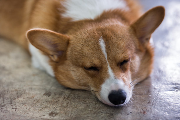 小狗狗图片下载