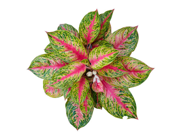 钙双色在白色背景上图片下载